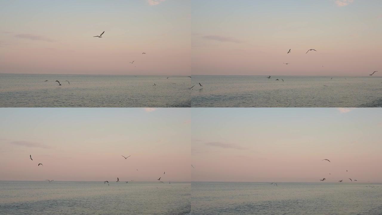 在粉红色的日落黄昏慢动作时，海鸥群在海面上飞过