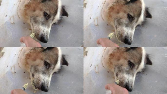 男主人用注射器给狗喂药。手主人给狗吃药的特写镜头。狗老了，病得很重。动物保健概念。