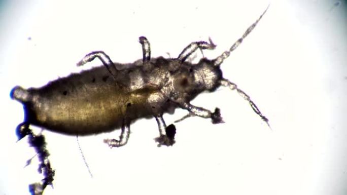 植食甲虫爬出显微镜的特写镜头