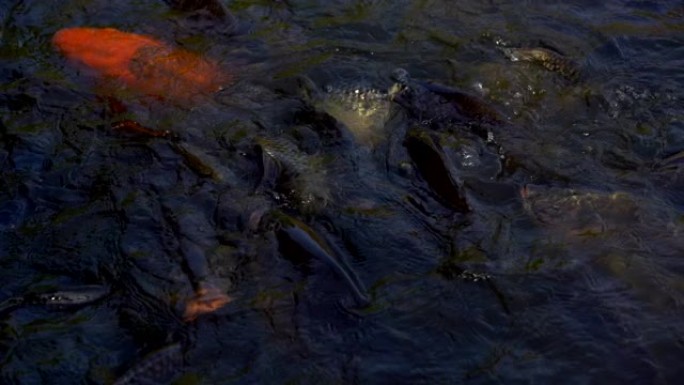 慢动作鱼在池塘里游泳和吃食物