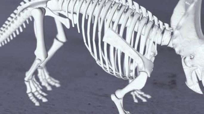 剑龙骨架的3D渲染