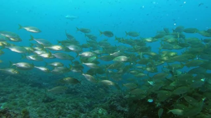 海洋生物-黄色带状鱼类水下浅滩