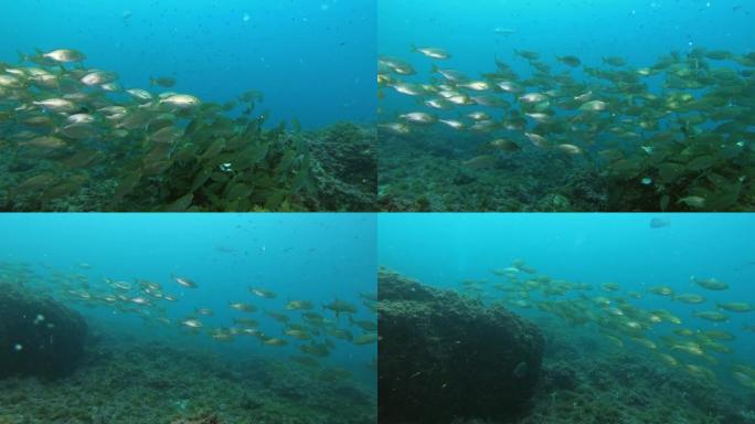 海洋生物-黄色带状鱼类水下浅滩