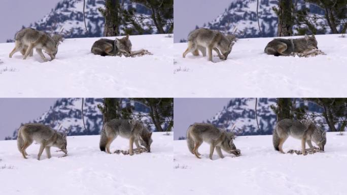 在黄石公园咀嚼骨头的土狼包的冬季剪辑