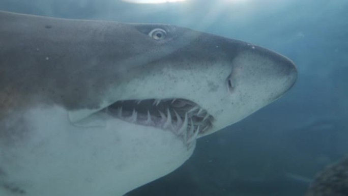 在海洋馆游泳的鲨鱼的头部和大下巴的特写镜头