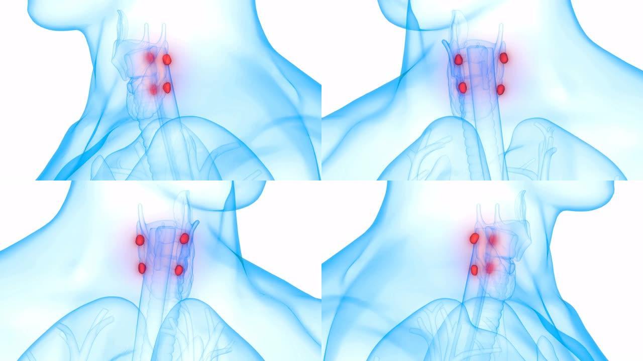 哈曼体腺甲状旁腺解剖动画概念