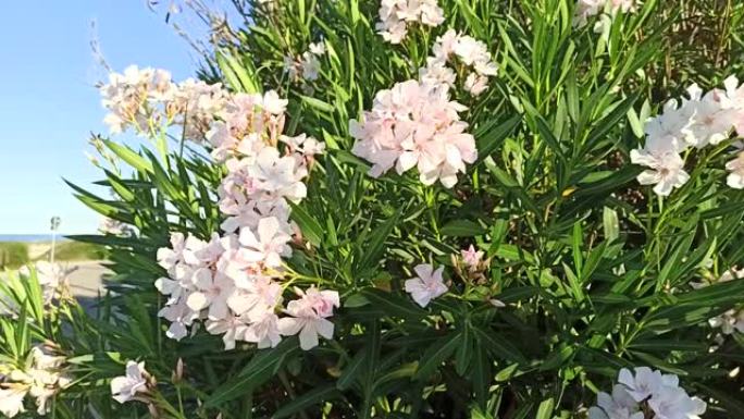 白色和粉红色的Nerium夹竹桃花在阳光下在风中摇曳