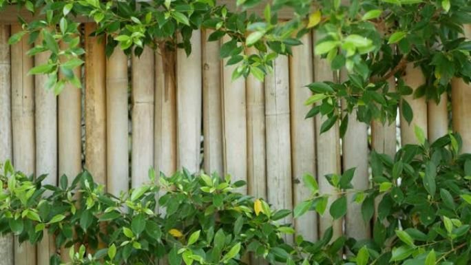 竹篱笆被茂盛的植被包围。泰国耐用的竹栅栏和明亮的绿色灌木丛。自然背景。多汁的异国热带树叶纹理背景与复