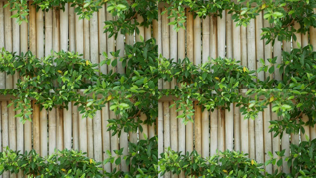 竹篱笆被茂盛的植被包围。泰国耐用的竹栅栏和明亮的绿色灌木丛。自然背景。多汁的异国热带树叶纹理背景与复