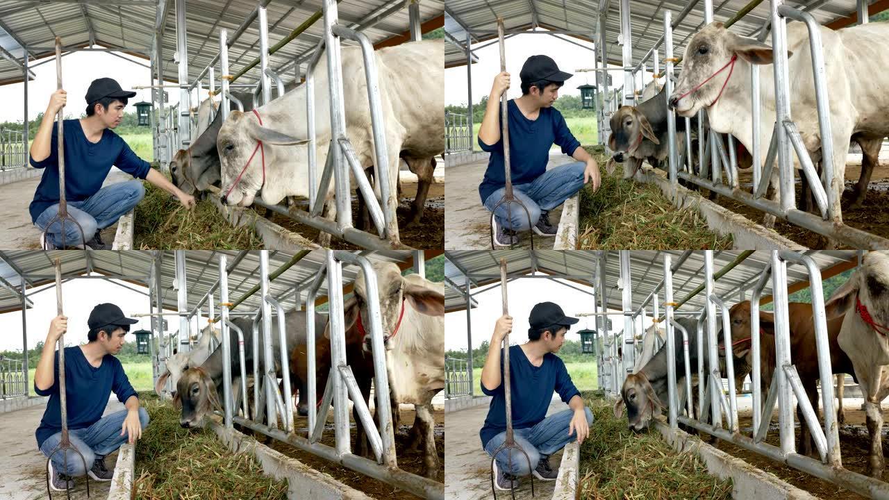 在农场工作的年轻亚洲农民，家庭乡村牧场的牲畜，人和畜牧业概念