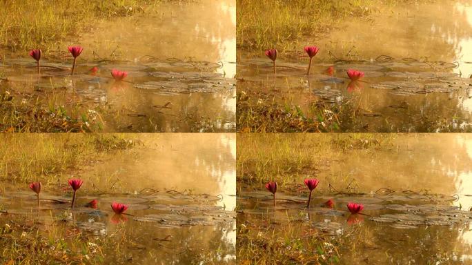 池塘里的粉色莲花池塘里的粉色莲花