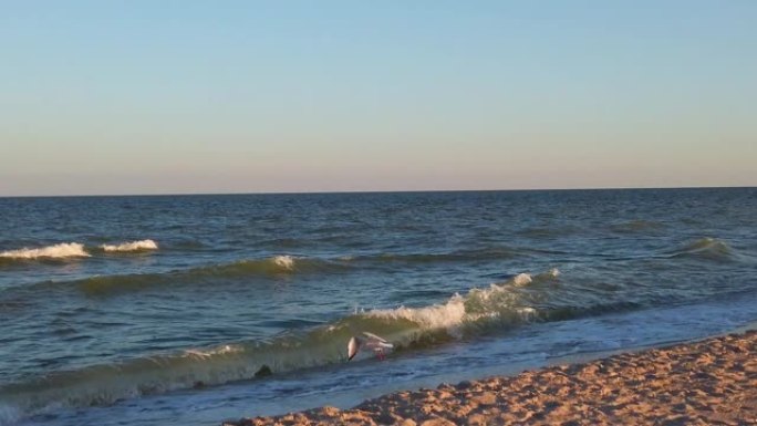 海边的海鸥。海鸥在夕阳的光芒中飞行。夏天拍摄。