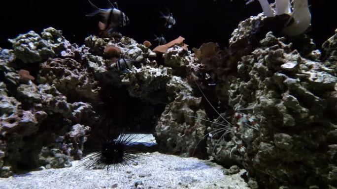 鱼和软体动物在沙质底部和石头的背景下在海底深处游泳