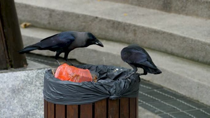 乌鸦坐在垃圾箱上寻找垃圾中的食物