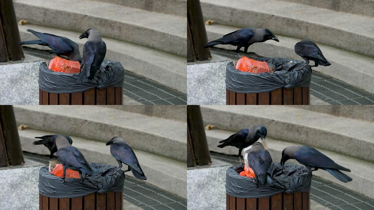 乌鸦坐在垃圾箱上寻找垃圾中的食物