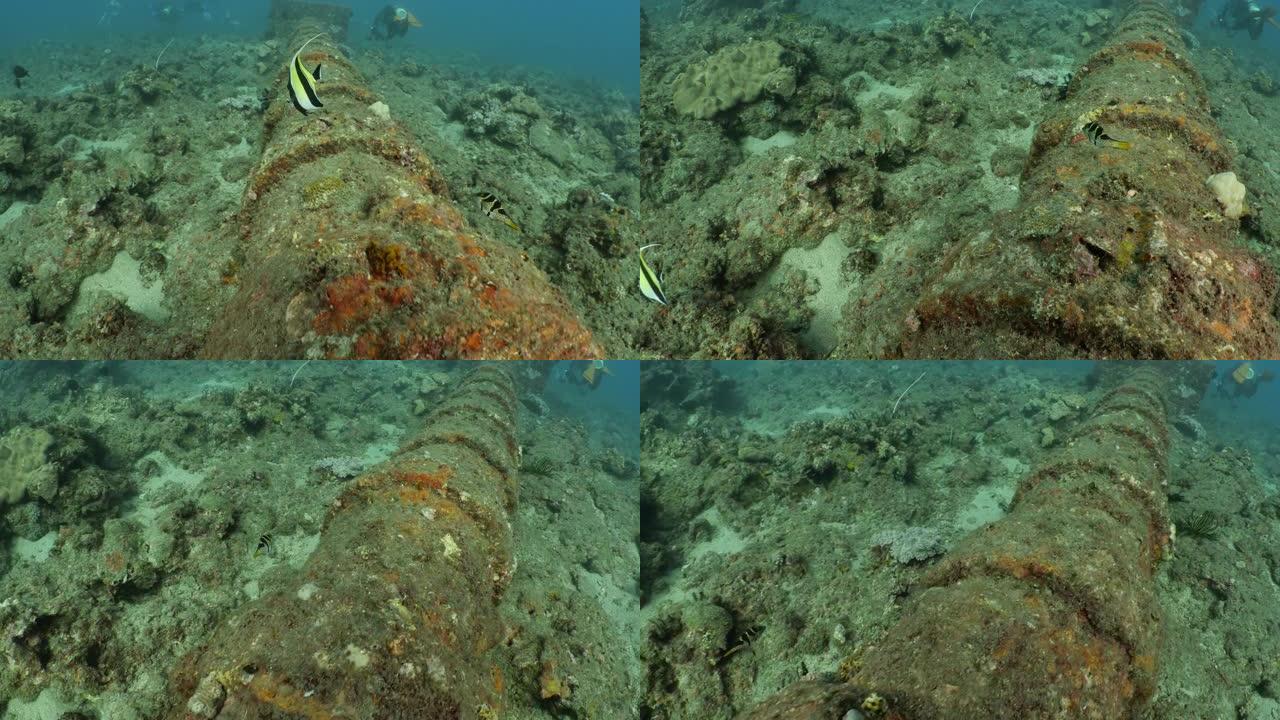 珊瑚鱼在台湾海底的胶带输水管道上游泳