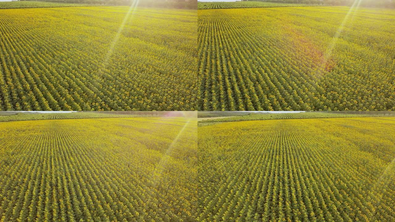 鸟瞰一大片向日葵的田野，绽放着美丽的金色。顶视图。4K。