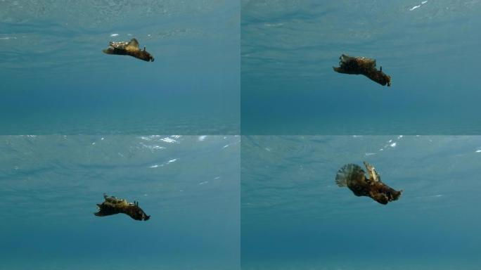 海兔在蓝色的水面下慢慢游动。裸枝或海参斑驳的海参或乌黑的海参 (Aplysia fasciata)。