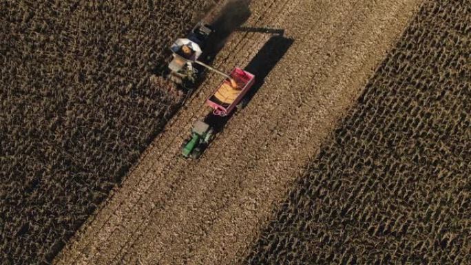 秋天收获玉米的拖拉机和农机具。工业农田完成季节性工作。从联合螺旋钻掉入购物车的金色玉米粒