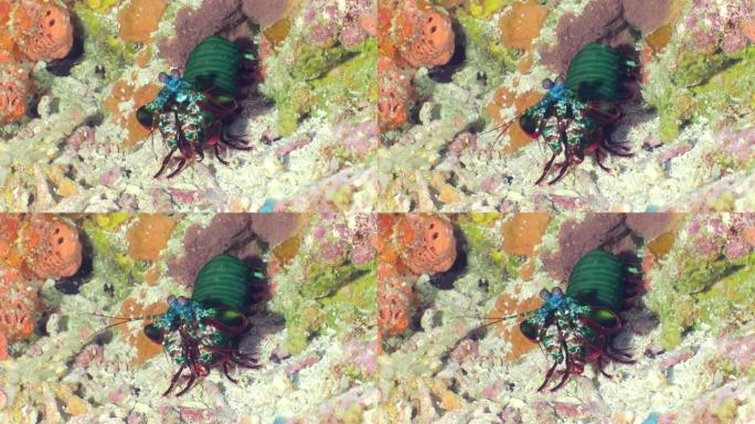 一只绿色的大螳螂虾