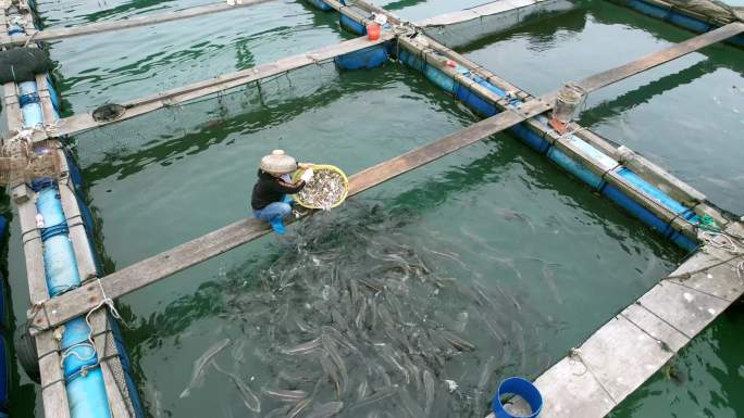 海上养殖渔排喂鱼画面