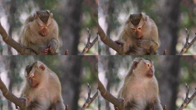 猴子生活在泰国的天然森林中。