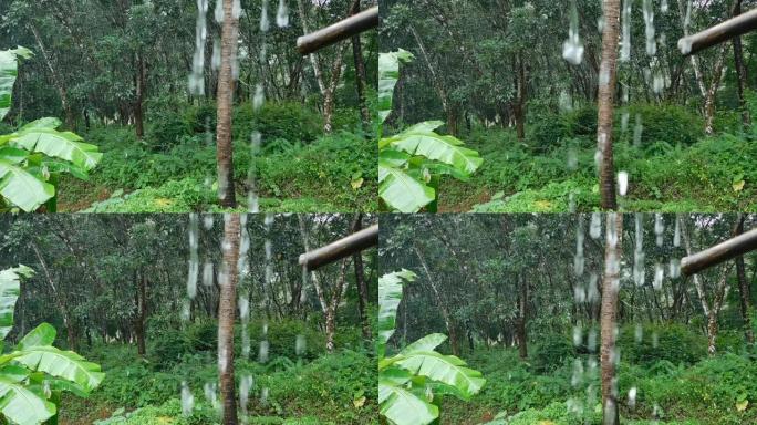 喀拉拉邦绿野雨滴的特写视图