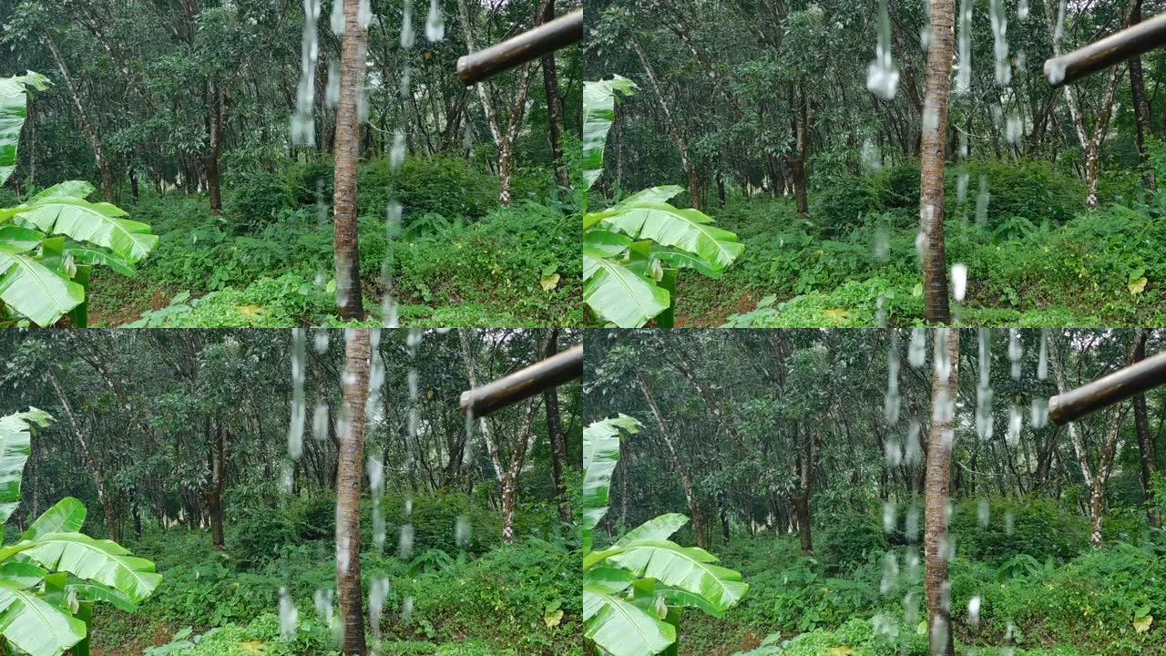 喀拉拉邦绿野雨滴的特写视图