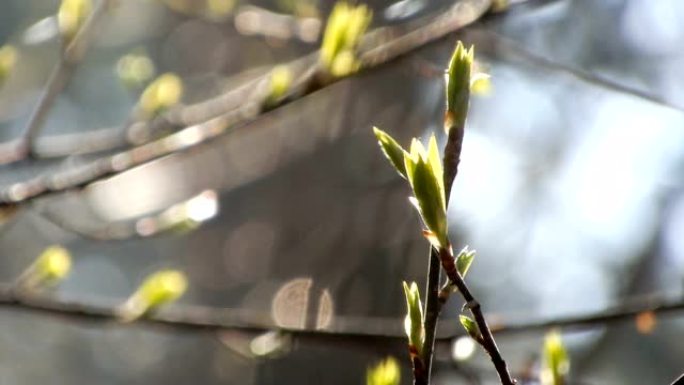 春天早晨开花的树的嫩叶