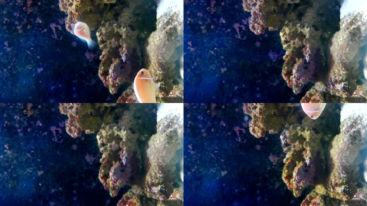 美丽的珊瑚礁鱼在水箱中游泳，请将其旋转90度以获得垂直构图