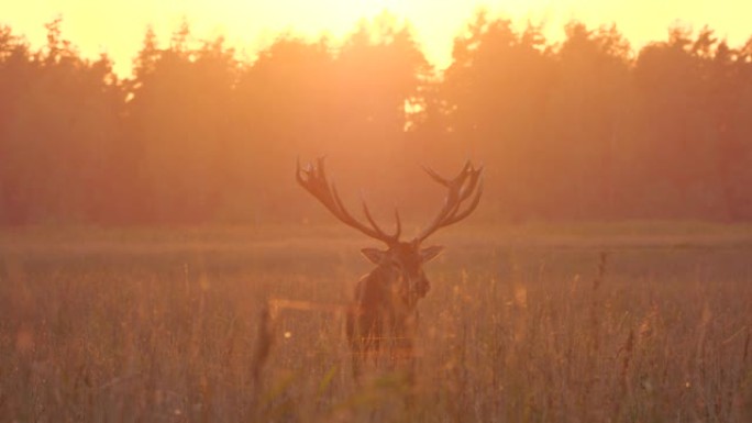 傍晚日落时咆哮的马鹿 (Cervus elaphus)