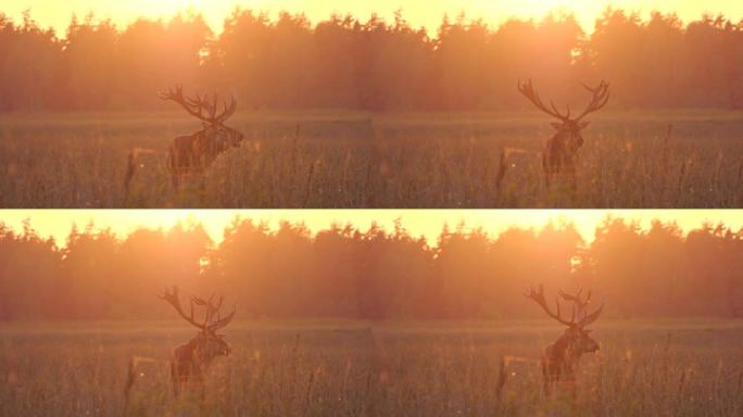 傍晚日落时咆哮的马鹿 (Cervus elaphus)