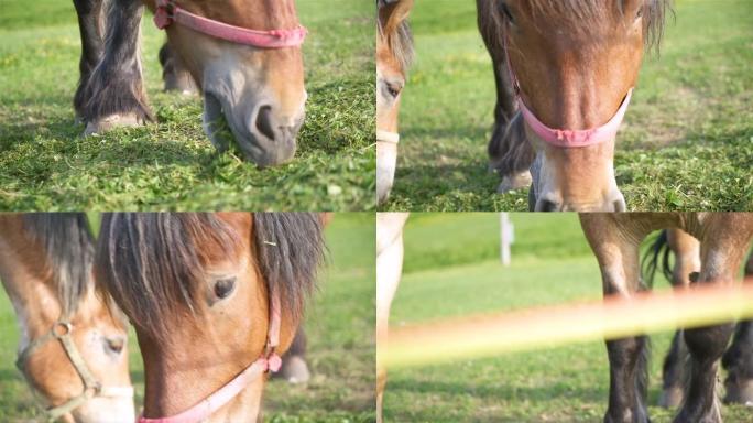 阳光明媚的夏天，棕色马在有机牧场喂草的肖像。慢动作