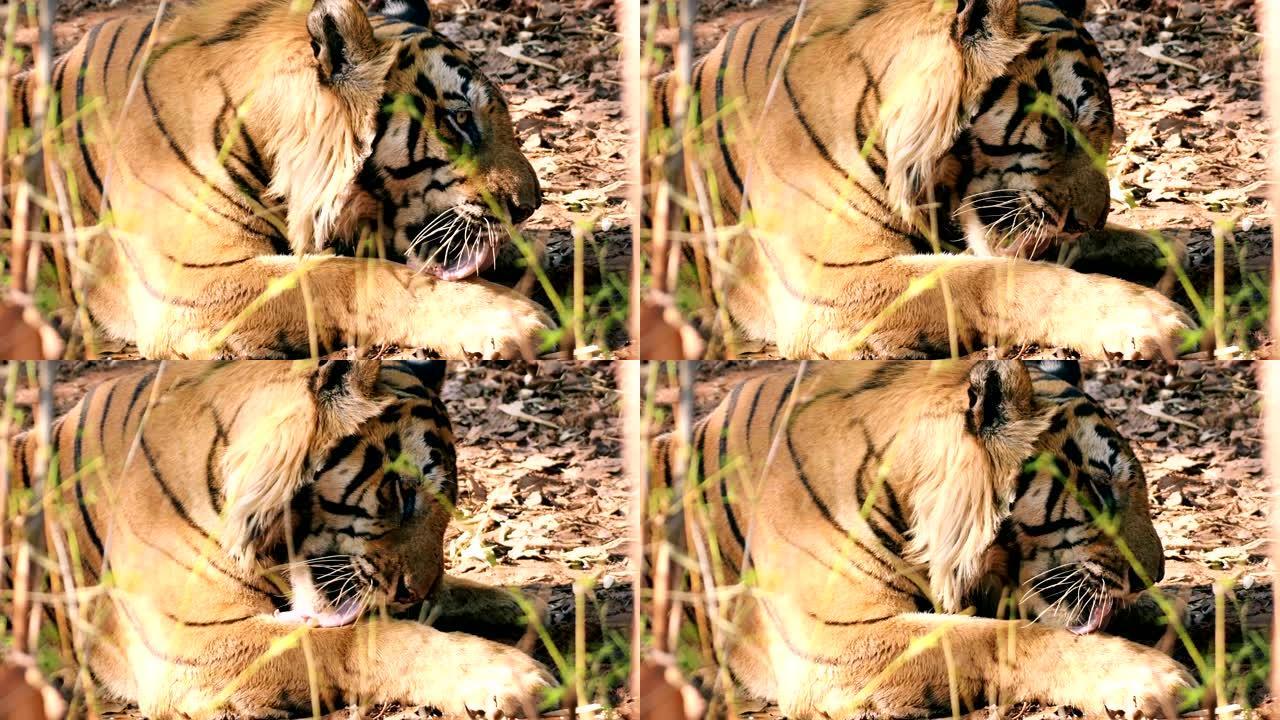 老虎在Bandhavgarh老虎保护区放松和修饰自己