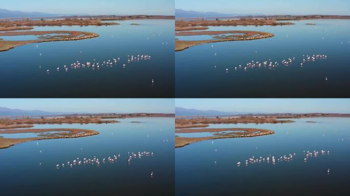 湖里一群火烈鸟。湖里一群火烈鸟