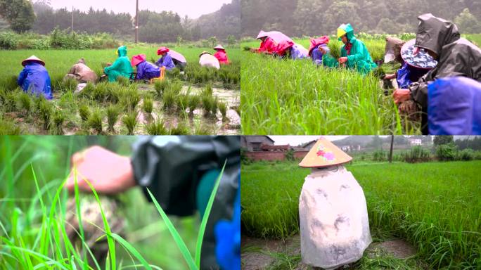 农村留守妇女雨中拔秧苗