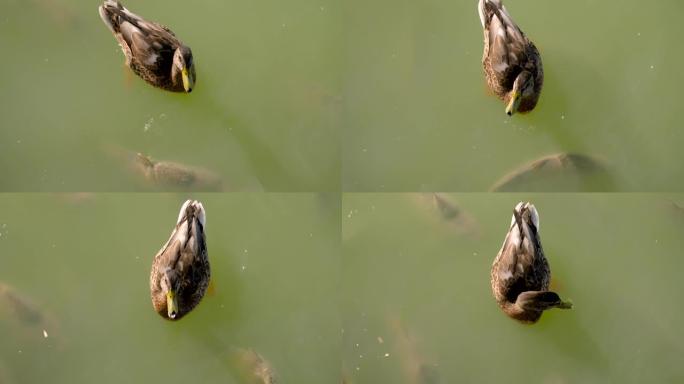 在Buen Retiro公园的池塘里吃着面包的鱼和鸭的特写镜头。马德里。西班牙。慢动作。高清