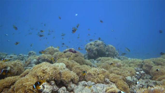 在Wadi Gimal海葵市的水下潜水-红海海葵和大小丑鱼学校-Marsa Alam-埃及