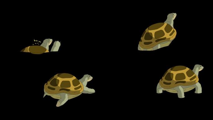 大沼泽乌龟从沙子或水中爬出阿尔法伴侣
