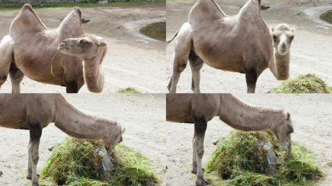 可爱的骆驼嚼干草的特写镜头。美丽的自然背景。