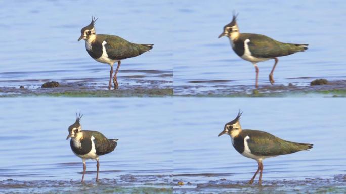 鸟-北方拉皮 (Vanellus vanellus) 在阳光明媚的秋天沿着海岸边缘和浅水行走。