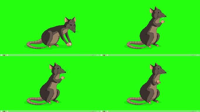 棕色老鼠坐着吃奶酪动画色度键