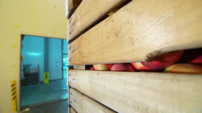 苹果存储。仓库。特写镜头。木板条箱，装着苹果放在特制的大型冷冻室里。苹果收获作物。农业。苹果公司的业