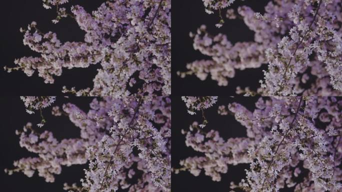 唯美樱花 晚上 夜樱花