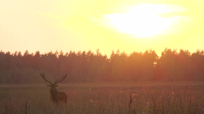 傍晚日落时咆哮的马鹿 (Cervus elaphus)