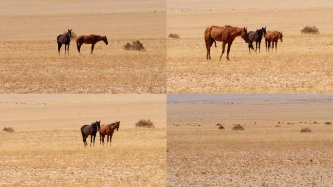 纳米比亚的野马