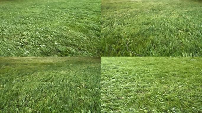 强烈风暴风下绿色草坪的三种不同视图