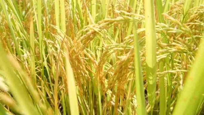 大米纤维水稻成熟水稻特写稻田穿梭