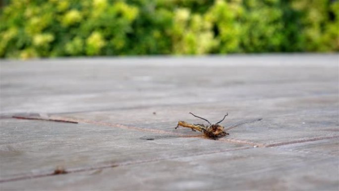 蚂蚁一个龙舟,4k特写镜头