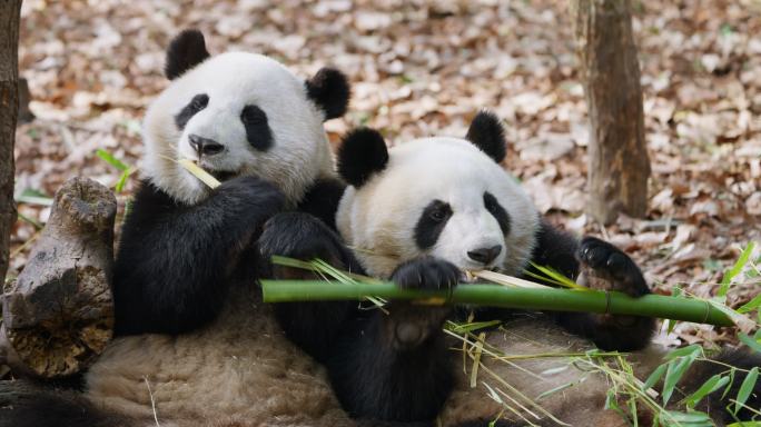 两只顽皮大熊猫一起吃竹子相互抢夺可爱搞笑